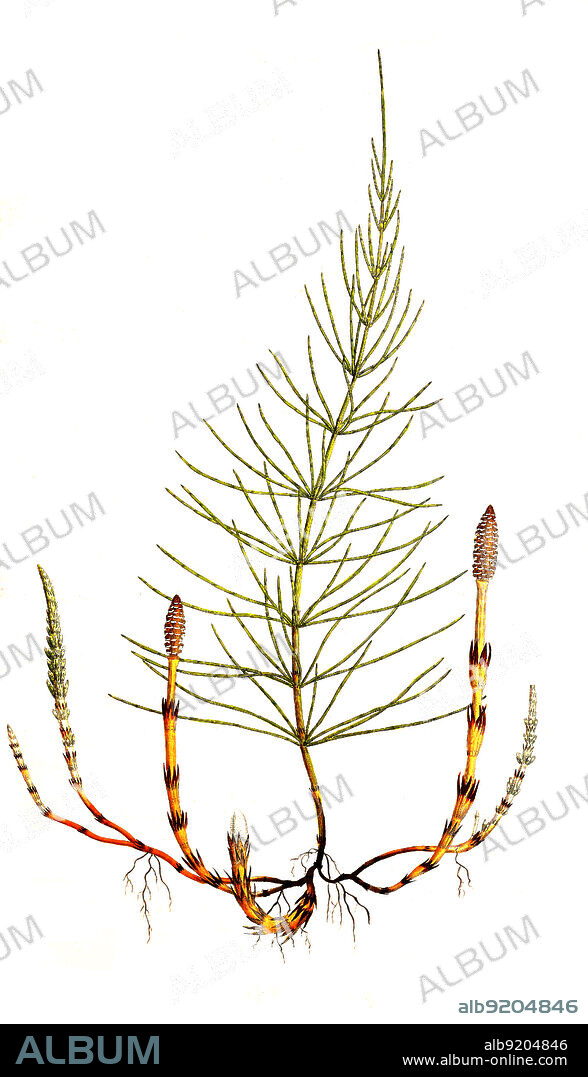 Acker-Schachtelhalm, Equisetum arvense, Zinnkraut, Acker-Zinnkraut, Zinngras, Katzenwedel, Katzenschwanz, Pferdeschwanz, Schaftheu, Pfannebutzer oder Scheuerkraut / Equisetum arvense, the field horsetail or common horsetail, Historisch, historical, digital improved reproduction of an original from the 19th century / digital restaurierte Reproduktion einer Originalvorlage aus dem 19. Jahrhundert, genaues Originaldatum nicht bekannt.