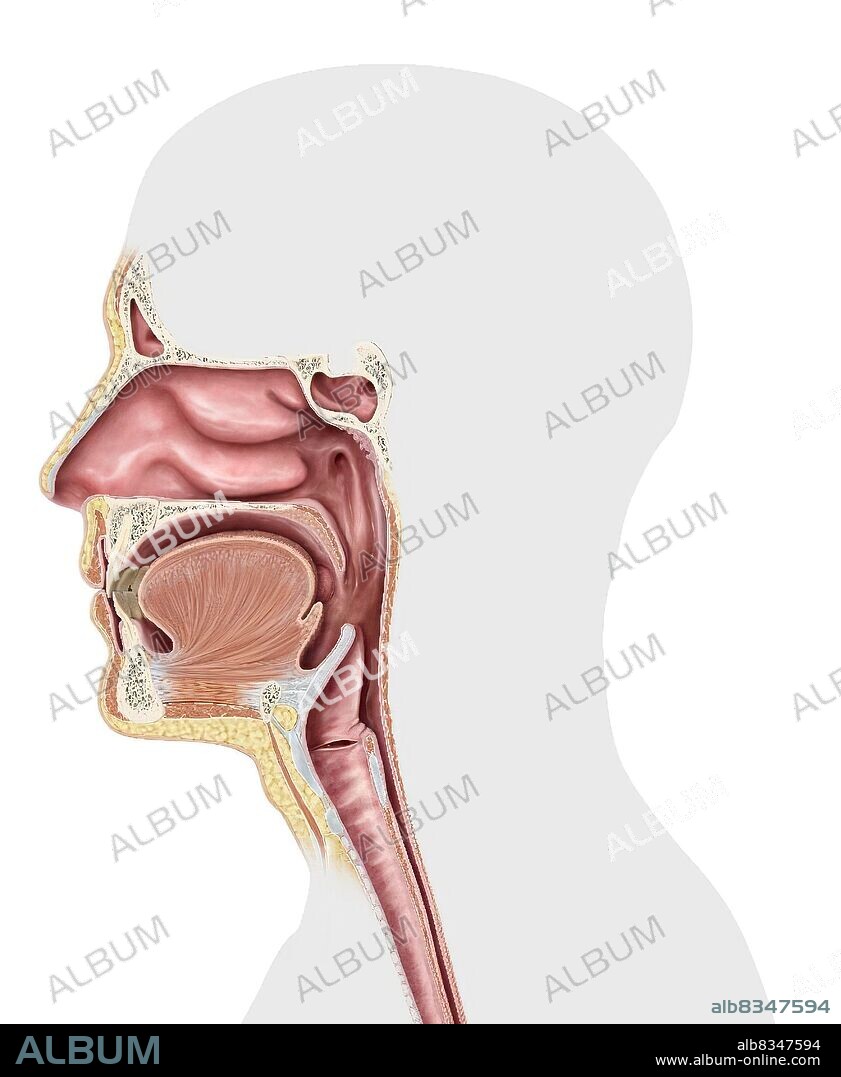 This image shows the upper organs of the respiratory system, which are the nasal cavity, the paranasal sinuses, the epiglottis, the larynx, and the pharynx.