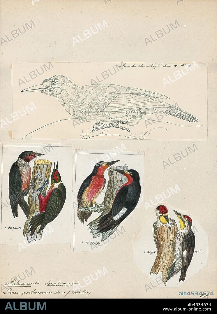 Melanerpes portoricensis, Print, The Puerto Rican woodpecker (Melanerpes portoricensis) is the only woodpecker endemic to the archipelago of Puerto Rico and is one of the five species of the genus Melanerpes that occur in the Antilles. Furthermore, it is the only resident species of the family Picidae in Puerto Rico. The species is common on the main island of Puerto Rico and rare on the island of Vieques., 1700-1880.