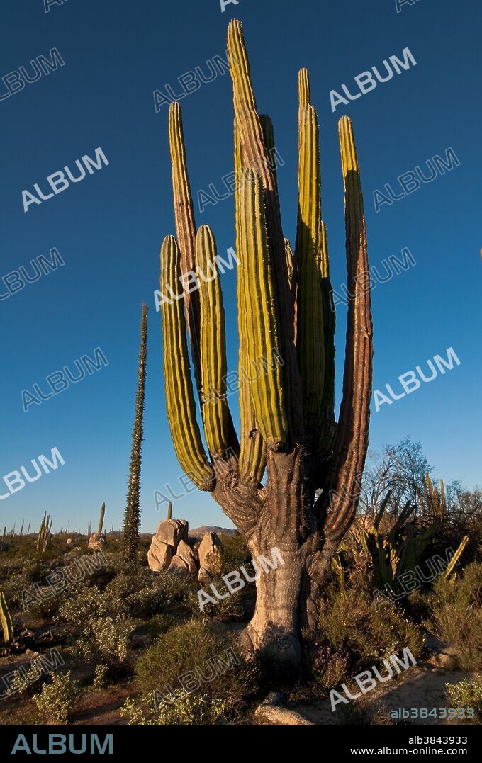 Cardon Cactus, Baja Norte, Mexico