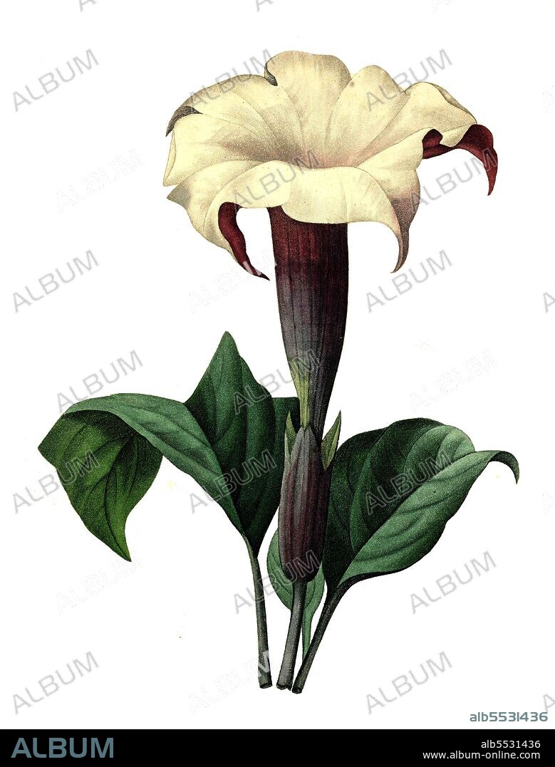 Gemeiner Stechapfel bzw. Weisser Stechapfel, Datura stramonium .