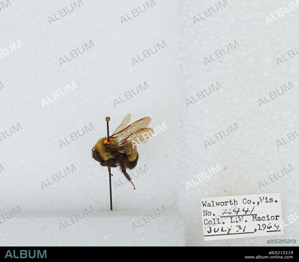 Walworth, Wisconsin, United States, Bombus (Bombus) affinis Cresson, Animalia, Arthropoda, Insecta, Hymenoptera, Apidae, Apinae.