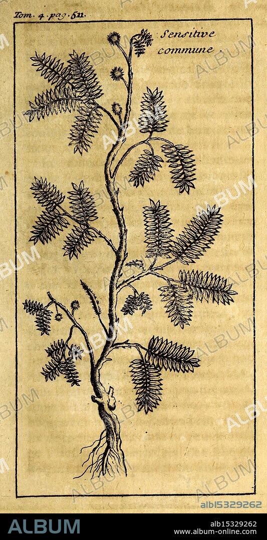 Nouveau voyage aux isles de l'Amerique, A Paris, au palais, Chez Theodore le Gras, 1742, description and travel, natural history, pre-Linnean works, voyages and travels, West Indies, French, This illustration depicts the sensitive plant, known scientifically as Mimosa pudica. The drawing showcases a slender stem adorned with delicate, compound leaves that fold inward when touched, a distinctive feature of the species. The plant's small, spherical flower buds are also visible, positioned at various points along the stem. Roots extend from the base, emphasizing the plant's connection to the earth. The accompanying text identifies the species as 'sensitive commune,' highlighting its sensitivity to physical stimuli. This representation reflects both the botanical accuracy and the curiosity surrounding this fascinating plant.