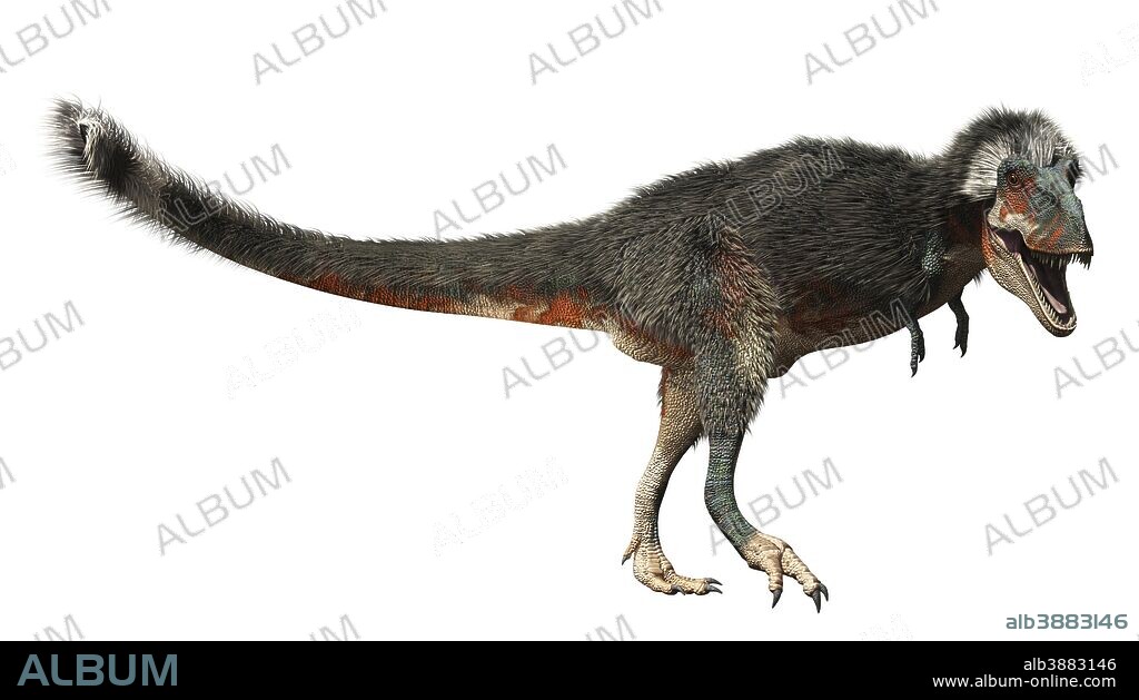 Daspletosaurus dinosaur on white background. Daspletosaurus is a Tyrannosaur, but lived before T-Rex. They lived Montana and Alberta about 75 million years ago. They grew to about 30 feet long.