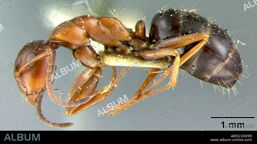 Chaparosa, Sierra Laguna, Baja California Sur, Mexico, Camponotus sayi bicolor Pergande, 1894, Animalia, Arthropoda, Insecta, Hymenoptera, Formicidae, Formicinae.
