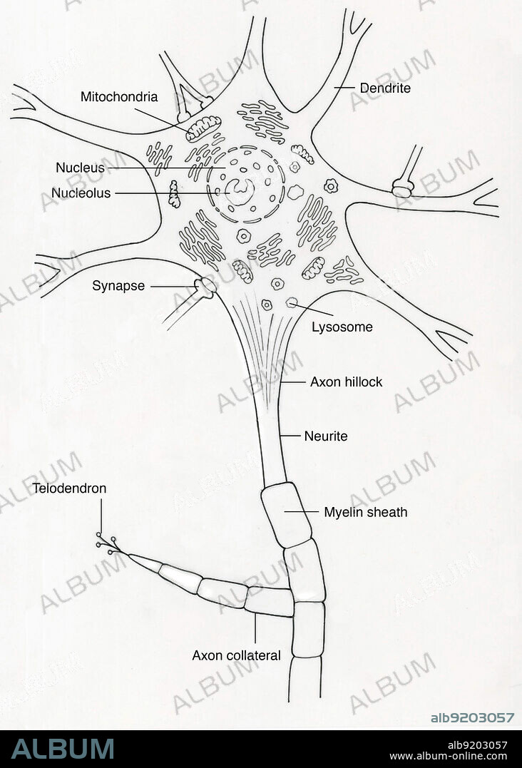Illustration of a motor neuron, showing mitochondria, dendrites, nucleus, nucleolus, synapses, lysosomes, granular endoplasmic reticulum, axon hillock, neurite, perikaryon (initial segment), myelin sheath, axon collateral, and telodendron. A motor neuron (or motoneuron) is a neuron whose cell body is located in the spinal cord and whose fiber (axon) projects outside the spinal cord to directly or indirectly control effector organs, mainly muscles and glands. Motor neurons' axons are efferent nerve fibers that carry signals from the spinal cord to the effectors to produce effects. Types of motor neurons are alpha motor neurons, beta motor neurons, and gamma motor neurons.