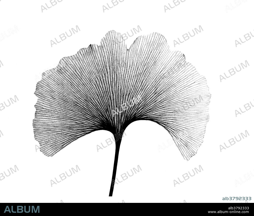 X-ray of Ginkgo (Ginkgo biloba) leaf.