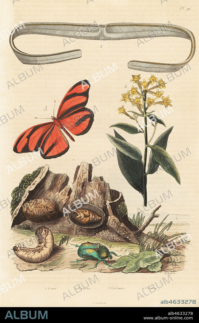 Venus girdle comb jelly, ceste de Venus, Cestum veneris 1, green cestrum, Cestrum parqui 2, banded orange butterfly, Dryadula phaetusa 3, and green rose chafer beetle, Cetonia aurata 4. Ceste, Cestrau, Cethosie, Cetoine. Handcoloured steel engraving by Pedretti from Felix-Edouard Guerin-Meneville's Dictionnaire Pittoresque d'Histoire Naturelle (Picturesque Dictionary of Natural History), Paris, 1834-39.