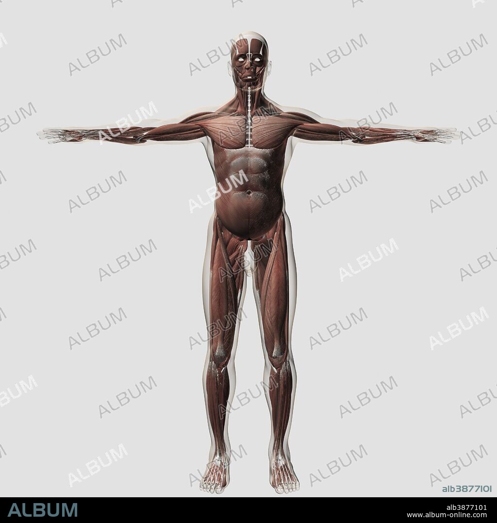 Anatomy of male muscular system, front view.