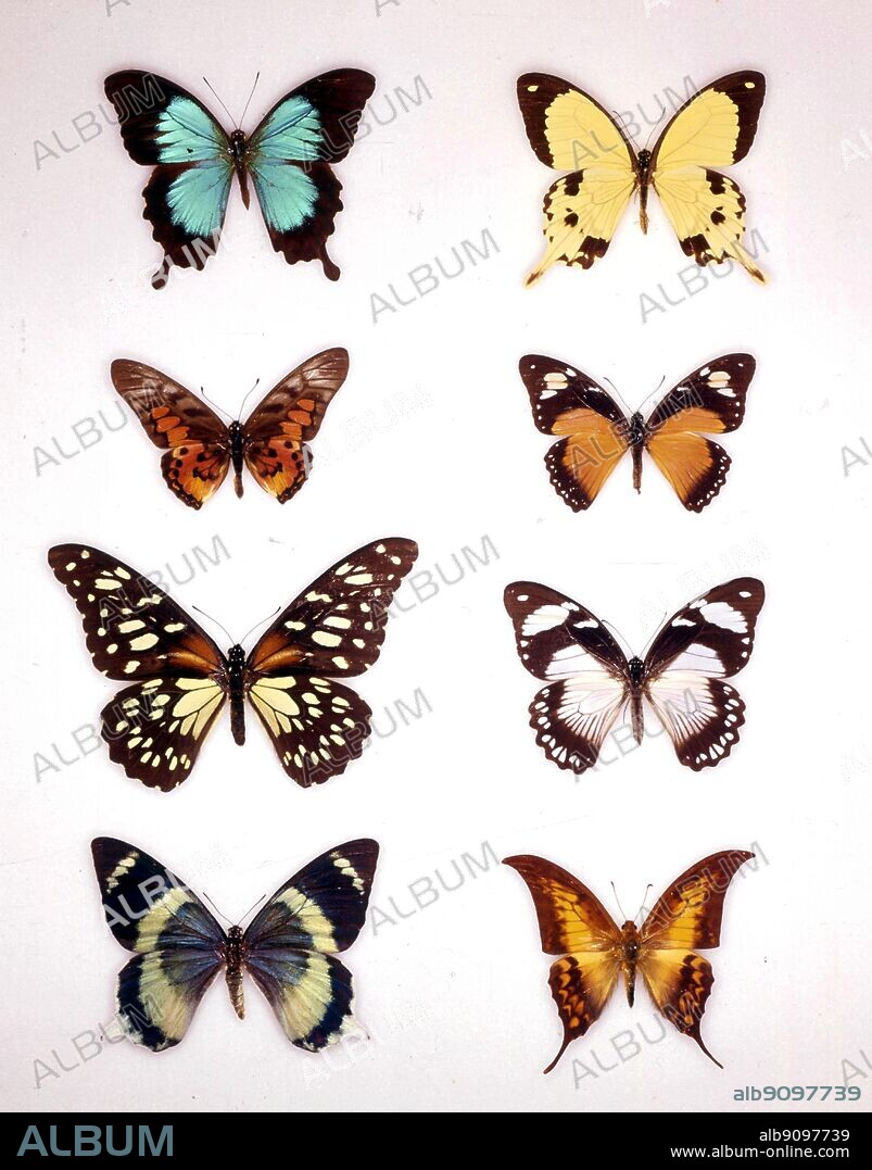 Butterflies/moths - (left to right) Papilio montrouzieri, Papilio dardanus (male), Graphium ridleyanus, Papilio dardanus (female), Papila rex, Papilio dardanus (female), Papilio laglaizei, Dabasa payeni.