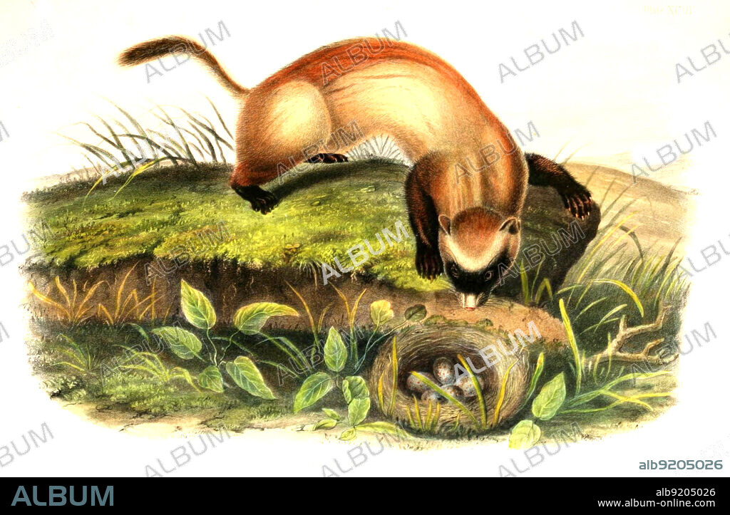Schwarzfußiltis, Mustela nigripes, digital restaurierte Reproduktion einer Originalvorlage aus dem 19. Jahrhundert, genaues Originaldatum nicht bekannt / black-footed ferret, Mustela nigripes, also known as the American polecat or prairie dog hunter, historical, digital improved reproduction of an original from the 19th century.