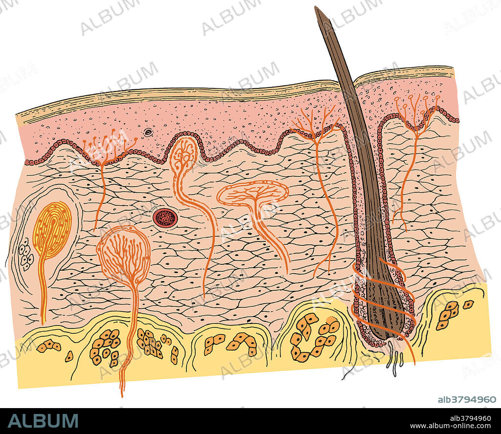 Cross-sectional diagram of the skin, showing the epidermis, dermis, and subcutaneous layers, along with the hair and hair shaft, nerves (orange), fatty tissue, etc.