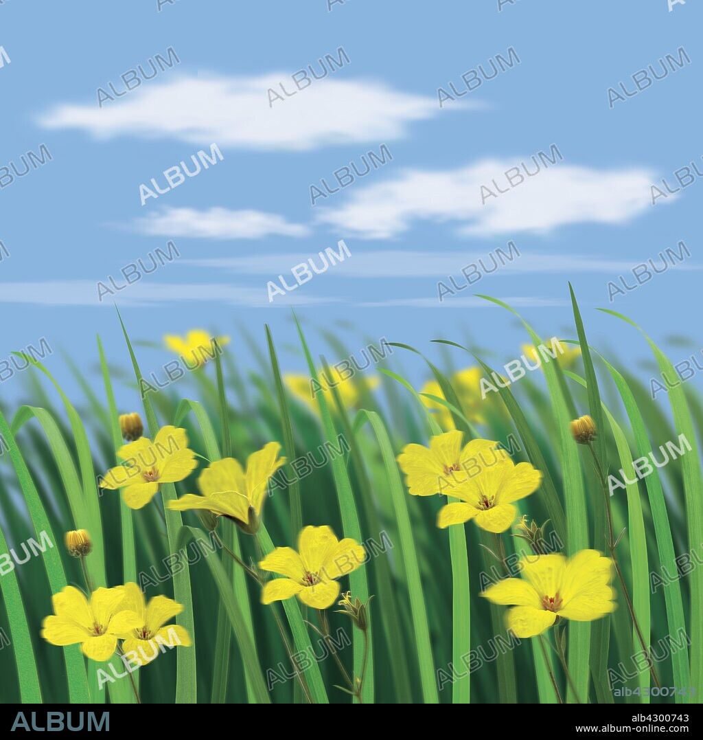 Close up of yellow flowers in sunny meadow.