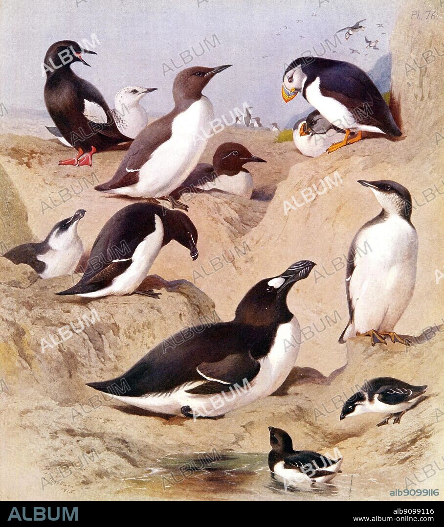 Little Ark; Razorbill; Great Ark; Common Guillemot; Artic Gillemot; Black Guillemot and Puffin.