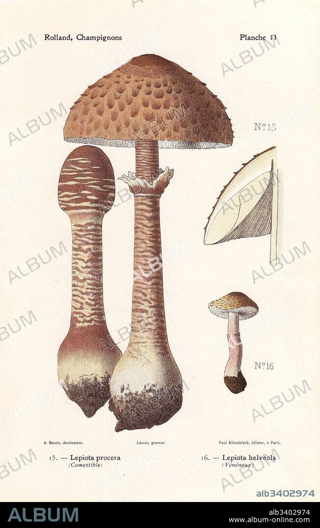 Edible parasol mushroom, Lepiota procera and poisonous Lepiota helveola. Chromolithograph by Lassus after an illustration by A. Bessin from Leon Rolland's Guide to Mushrooms from France, Switzerland and Belgium, Atlas des Champignons, Paul Klincksieck, Paris, 1910.