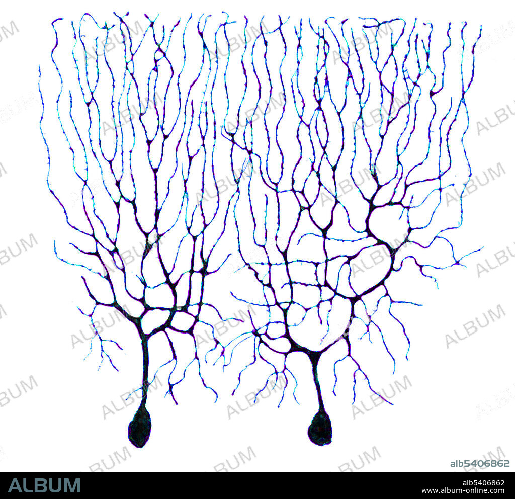 Cropped, coloured and silhouetted version of a Cajal drawing of Purkinje cells in the cerebellum of a pigeon, 1899. Santiago Ramon y Cajal (May 1, 1852 - October 17, 1934) was a Spanish pathologist, histologist, neuroscientist, and Nobel laureate. He was skilled at drawing, and hundreds of his illustrations of brain cells are still used for educational purposes today. His early work focused on the pathology of inflammation, the microbiology of cholera, and the structure of epithelial cells and tissues, before turning his attention to the central nervous systransmission electron micrograph (TEM). He discovered the axonal growth cone, and provided the definitive evidence for what would later be known as 'neuron theory'. He provided detailed descriptions of cell types associated with neural structures, and produced excellent depictions of structures and their connectivity.