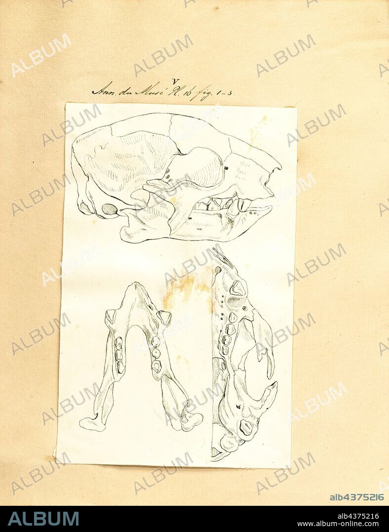 Megatherium cuvierii, Print, Megatherium was a genus of elephant-sized ground sloths endemic to South America, sometimes called the giant ground sloth, that lived from the Early Pliocene through the end of the Pleistocene.Only a few other land mammals equaled or exceeded Megatherium in size, such as large proboscideans (e.g., elephants) and the giant rhinoceros Paraceratherium. Megatherium was first discovered in 1788 on the bank of the Luján River in Argentina, the holotype specimen was then shipped to Spain the following year wherein it caught the attention of the esteemed paleontologist Georges Cuvier, Cuvier was the first to determine, by means of comparative anatomy, that Megatherium was a sloth., skull.