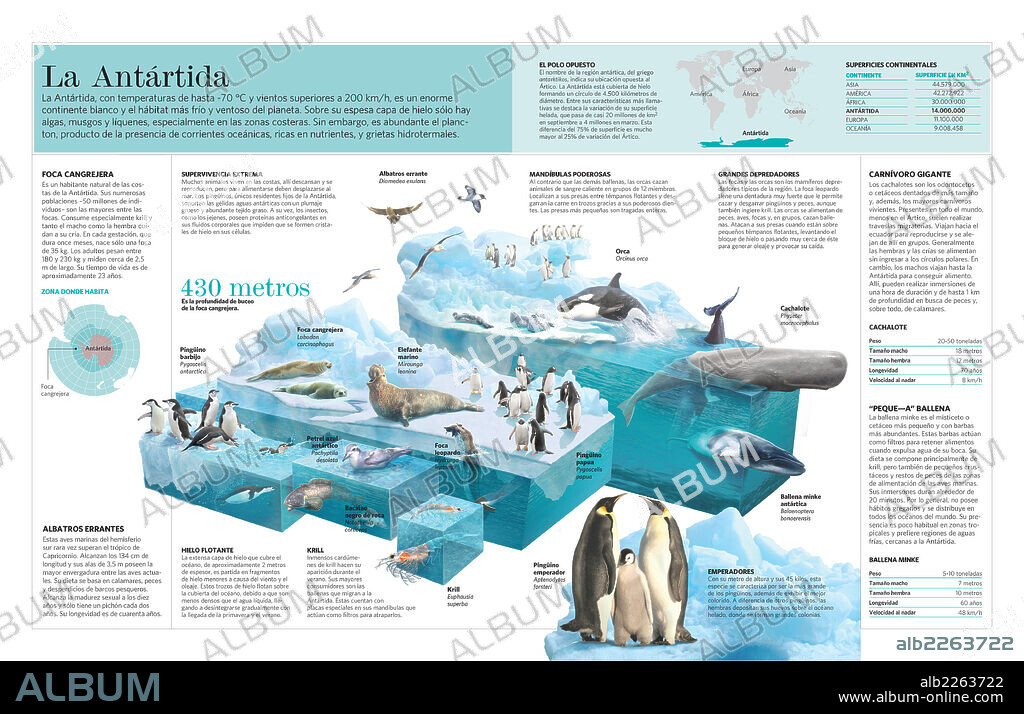 La Antártida. Infografía sobre la Antártida, su ecosistema y fauna característicos.
