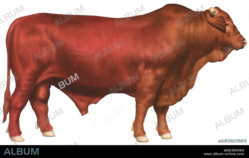 Santa Gertrudis bull.