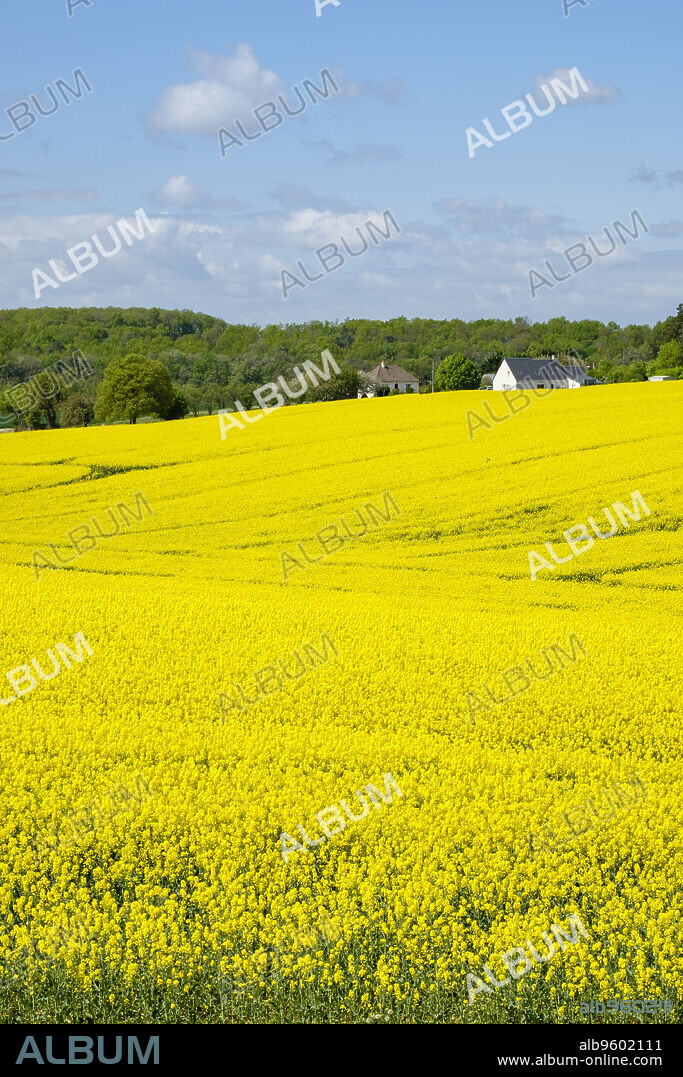cultivo de colza en primavera, Montrésor, departamento de Indre y Loira, France,Western Europe.