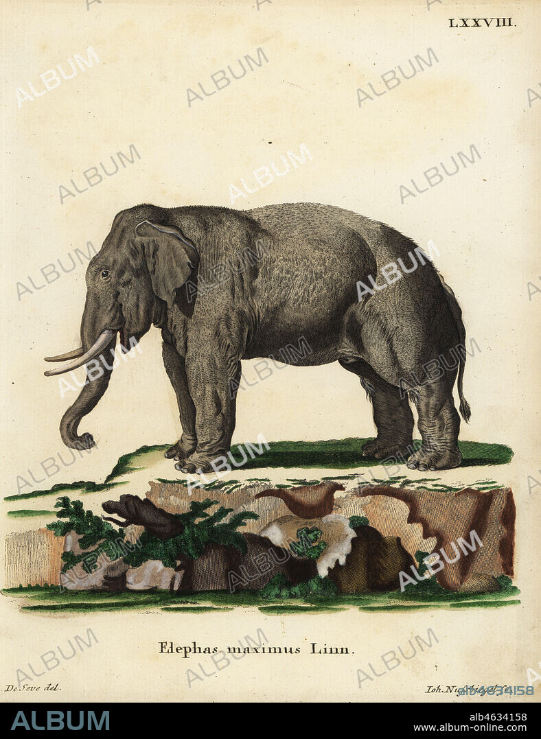 Asian elephant, Elephas maximus. Endangered. Elephas maximus Linn. Handcoloured copperplate engraving by Johann Nussbiegel after an illustration by Jacques de Seve from Johann Christian Daniel Schreber's Animal Illustrations after Nature, or Schreber's Fantastic Animals, Erlangen, Germany, 1775.