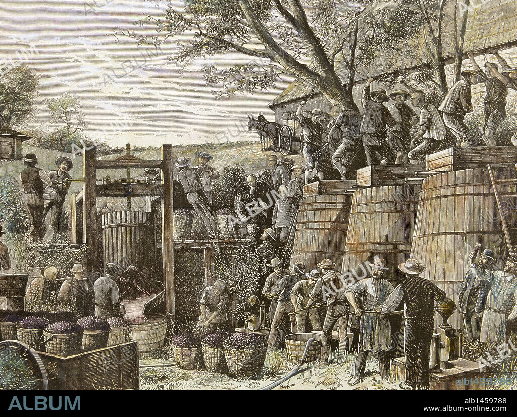 USA. California. 19th century. Chinese workers treading grapes. Engraving in "The Spanish and American Illustration".