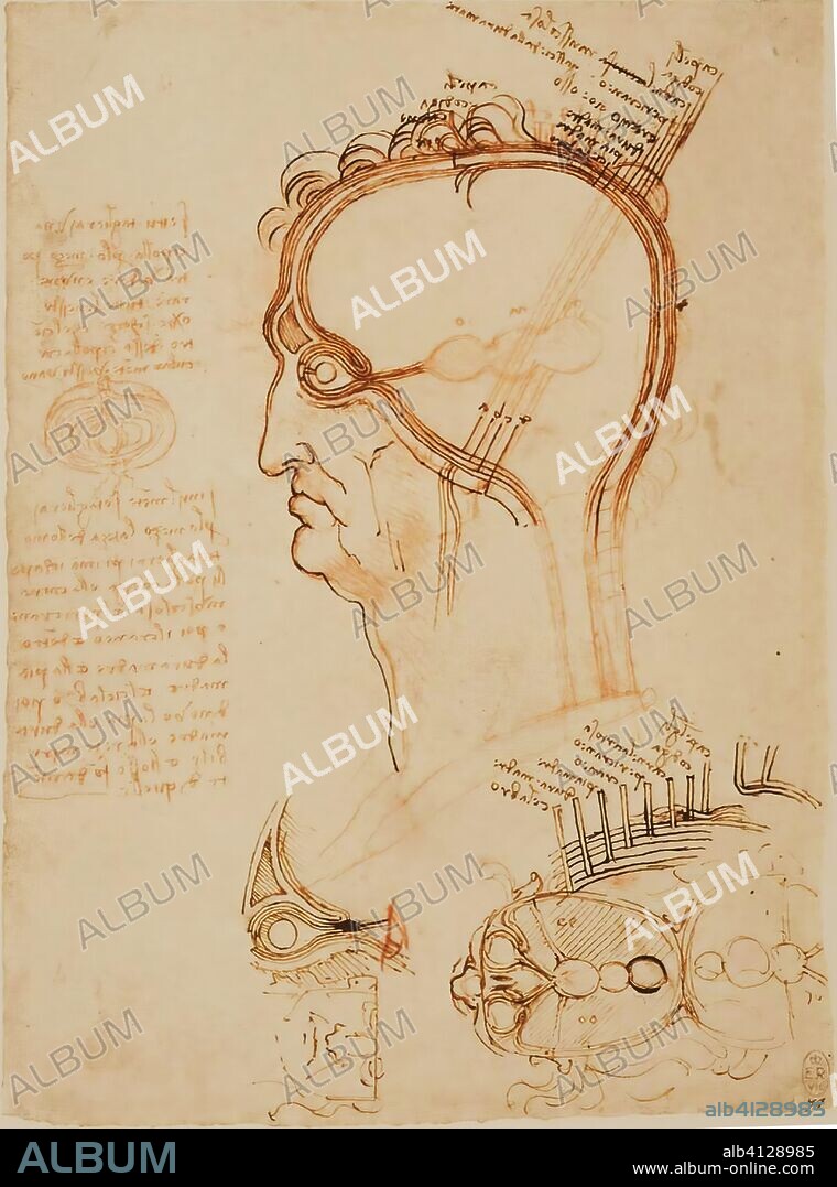 eonardo da Vinci, Sagittal and Horizontal Sections of the Human Head with Layers of the Head compared with an Onion. K/P 32r (ca. 1490). On this page Leonardo outlined in a sagittal and transverse plane the 'cell doctrine' concept. The brain cavity is depicted as an empty space with three balloon-like expansions connected to the eye by dura-like coverings connecting with the posterior component of the eye. Using the onion analogy Leonardo comments on the layers of the scalp, eye and brain coverings. The eye is shown in sagittal section with the traditional spherical lens and the frontal sinus for the first time.