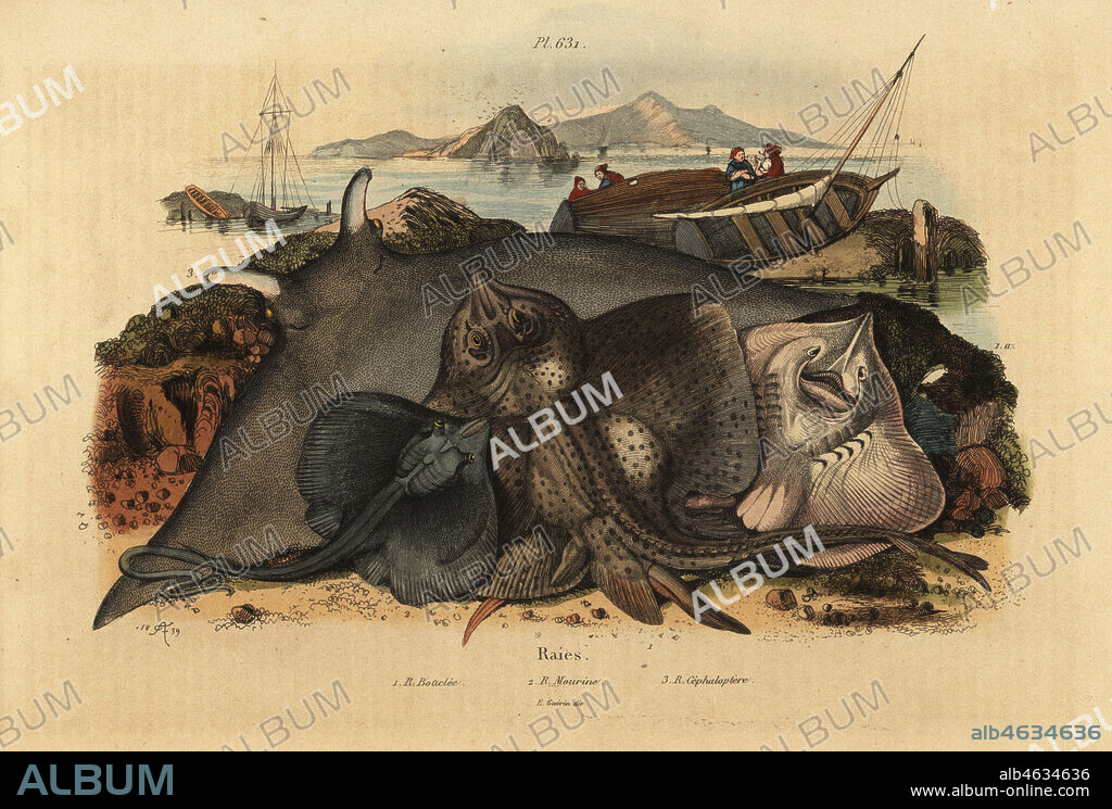 Thornback ray, Raja clavata 1, Lusitanian cownose ray, Rhinoptera marginata 2, and giant devil ray, Mobula mobular 3, endangered. Raies: Raja bouclee, Raja mourine, Raja cephaloptera. Handcoloured steel engraving by du Casse after an illustration by Adolph Fries from Felix-Edouard Guerin-Meneville's Dictionnaire Pittoresque d'Histoire Naturelle (Picturesque Dictionary of Natural History), Paris, 1834-39.