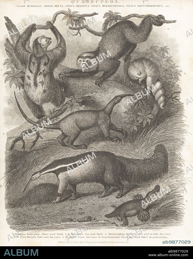 Pale-throated sloth, Bradypus tridactylus 1, Linnaeus's two-toed sloth, Choloepus didactylus 2, silky anteater, Cyclopes didactylus 3, collared anteater, Tamandua tetradactyla 4, giant anteater, Myrmecophaga tridactyla 5, and platypus, Ornithorhynchus anatinus 6. Copperplate engraving by J. Scott after Sydenham Edwards from Abraham Rees' Cyclopedia or Universal Dictionary of Arts, Sciences and Literature, Longman, Hurst, Rees, Orme, Paternoster Row, London, August 1, 1809.