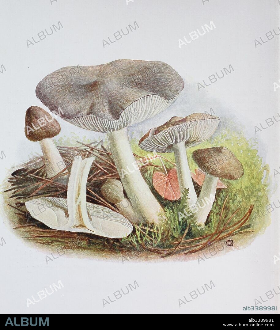 Tricholoma terreum, commonly known as the grey knight or dirty tricholoma, digital reproduction of an ilustration of Emil Doerstling (1859-1940).