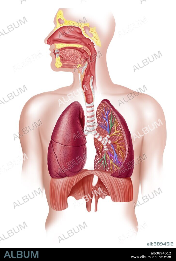 Cutaway diagram of human respiratory system, including nasal and mouth cross section.