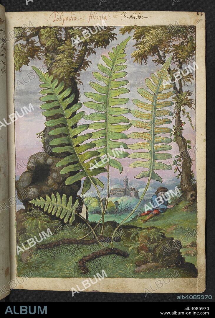 GHERALDO CIBO. 'Polipodio.' Polypodium L. is a genus of species of ferns. . Coloured drawings of plants, copied from nature in the Roman States, by Gerardo Cibo. Vol. I. Pietro Andrea Mattioli, Physician, of Siena: Extracts from his edition of Dioscorides' "de re Medica":. Italy, c. 1564-1584. Source: Add. 22332 f.15. Language: Italian.