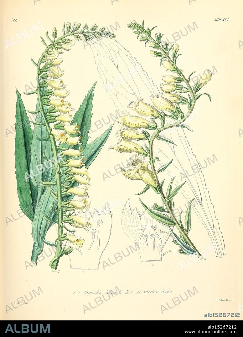 Iciones florae Germanicae, Helveticae, Pedemontanae, Tirolensis, Istriacae, Dalmaticae, Austriacae, Hungaricae, Transylvanicae, Moravicae, Borussicae, Holsaticae, Belgicae, Hollandicae, Mediae Europae, Lipsiae, F. Hofmeister, 1834-1912, v. 1, 1850, Europe, pictorial works, plants, The illustration features two detailed depictions of the Foxglove plant, scientifically known as Digitalis. Each plant displays long, slender stems adorned with clusters of tubular flowers that range in color from pale yellow to cream, showcasing delicate markings on their inner surfaces. The leaves are elongated and lance-shaped, reflecting the plant's distinctive foliage. Accompanying the botanical illustrations are annotations that highlight specific parts of the flowers, including their reproductive structures. The composition emphasizes both the beauty and the intricacy of the Foxglove, serving as a testament to the craftsmanship of botanical illustration.