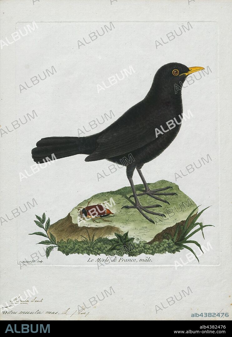 Turdus merula, Print, The common blackbird (Turdus merula) is a species of true thrush. It is also called Eurasian blackbird (especially in North America, to distinguish it from the unrelated New World blackbirds), or simply blackbird where this does not lead to confusion with a similar-looking local species. It breeds in Europe, Asia, and North Africa, and has been introduced to Australia and New Zealand. It has a number of subspecies across its large range; a few of the Asian subspecies are sometimes considered to be full species. Depending on latitude, the common blackbird may be resident, partially migratory, or fully migratory., 1790-1796.