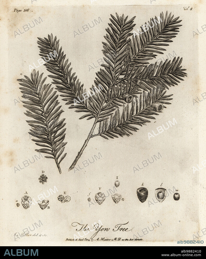 Yew tree, Taxus baccata. The Yew Tree. Copperplate engraving drawn and engraved by John Miller (Johann Sebastian Muller) from John Evelyns Sylva, or A Discourse of Forest Trees and the Propagation of Timer, J. Dodsley, London, 1776.