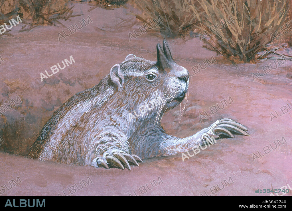 Horned gopher (Epigaulus sp.), a burrowing rodent found on the North American High Plains during the Pliocene Epoch.