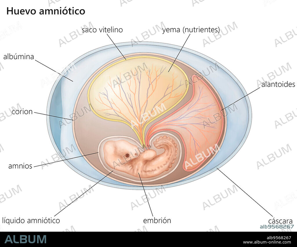 Amniotic egg.