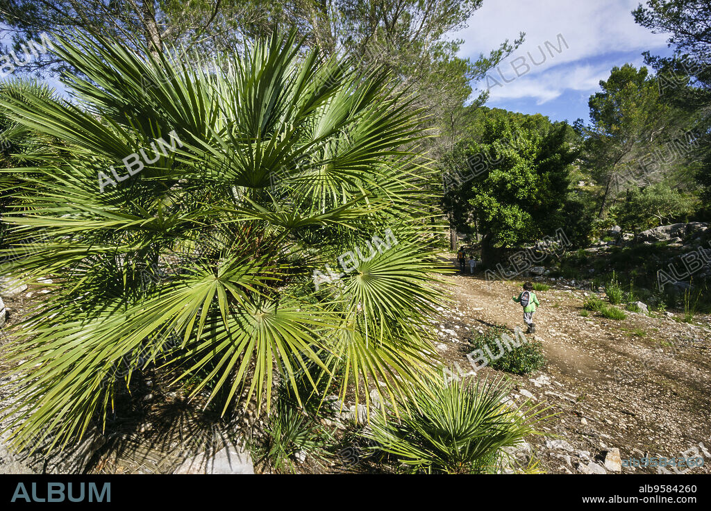 Chamaerops humilis, llamado palmito o palmitera ,Comellar de Ses Sinies, Calvia,sierra de Tramuntana,Mallorca,Spain.