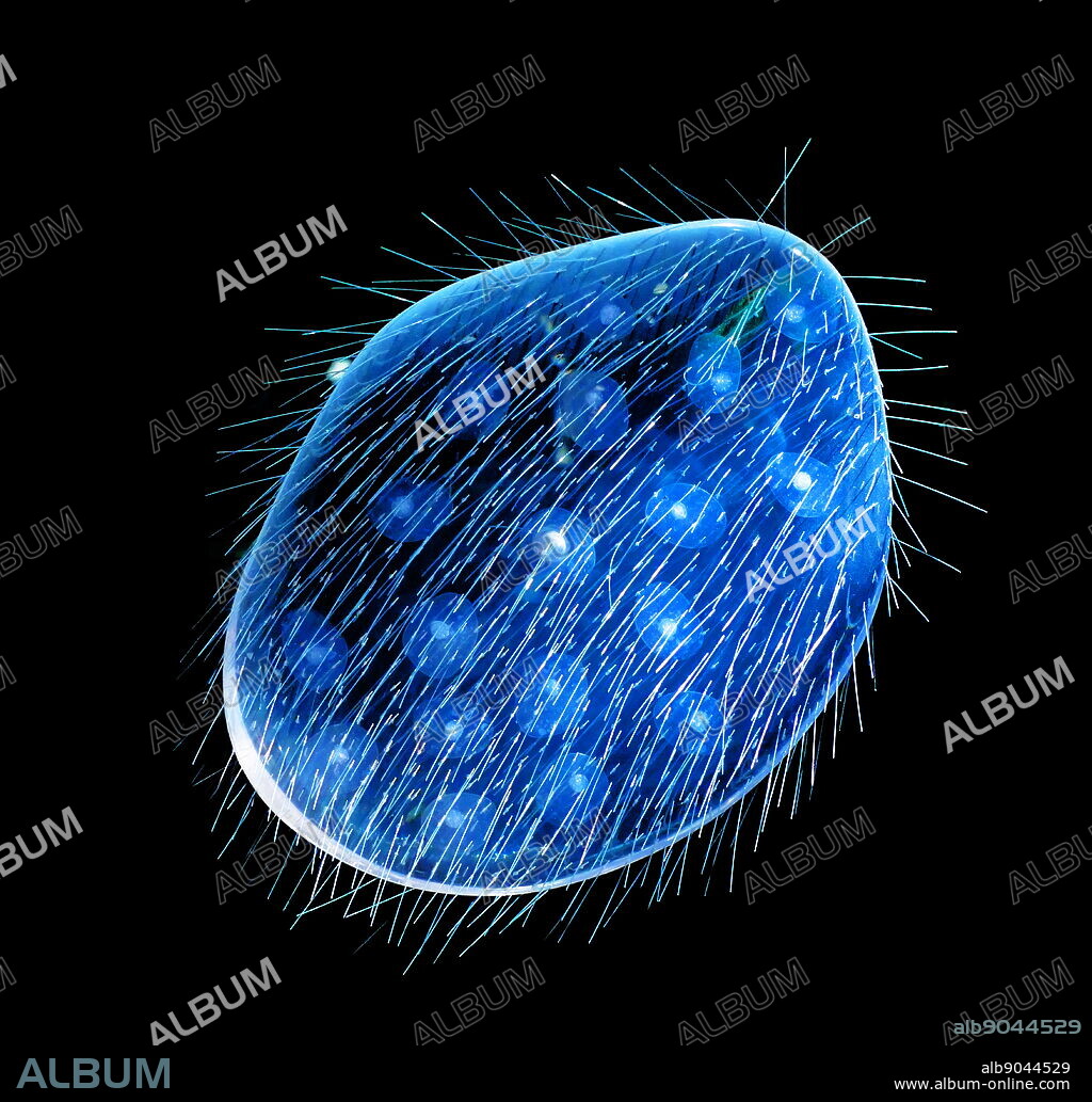 Opalina Ranarum one of the opalines; a small group of peculiar heterokonts, assigned to the family Opalinidae, in the order Slopalinida. Their name is derived from the opalescent appearance of these microscopic organisms when illuminated with full sunlight. Most opalines live as endocommensals in the large intestine and cloaca of anurans (frogs and toads), though they are sometimes found in fish, reptiles, molluscs and insects. The unusual features of the opalines, first observed by Antoine van Leeuwenhoek in 1683, has led to much debate regarding their phylogenetic position among the protists.