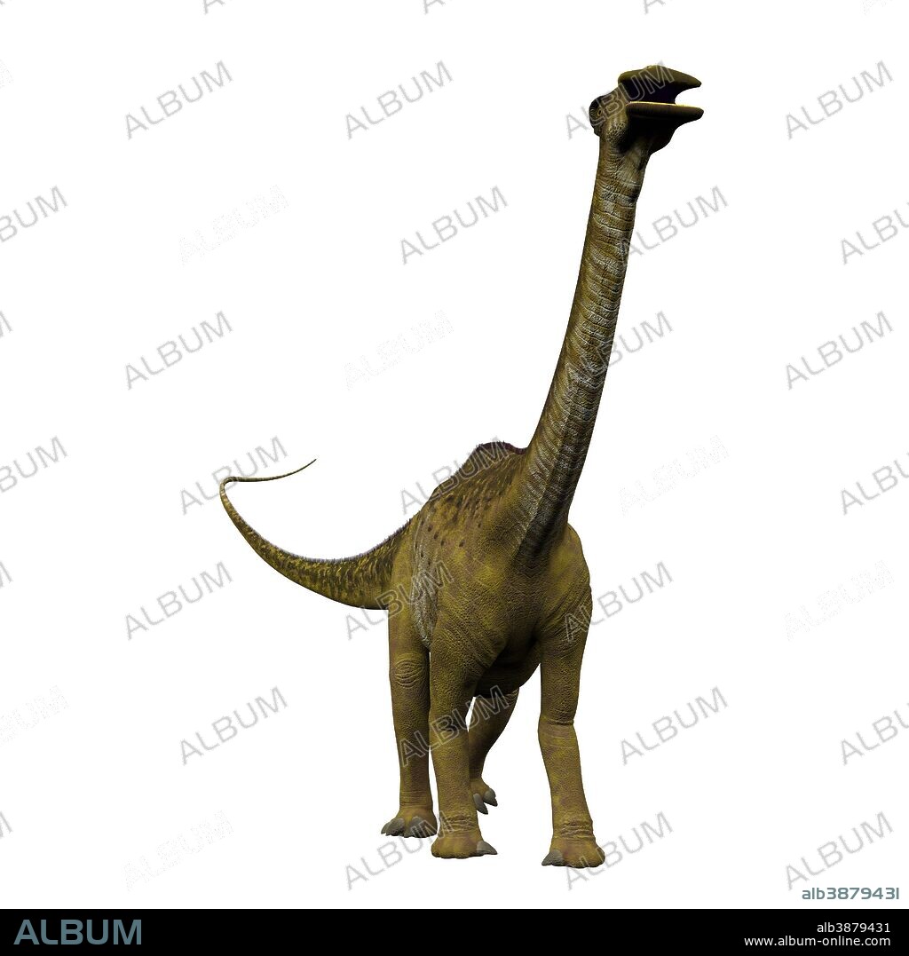 Nigersaurus dinosaur, front view. Nigersaurus was a sauropod herbivorous dinosaur that lived in the Republic of Niger, Africa during the Cretaceous Period.