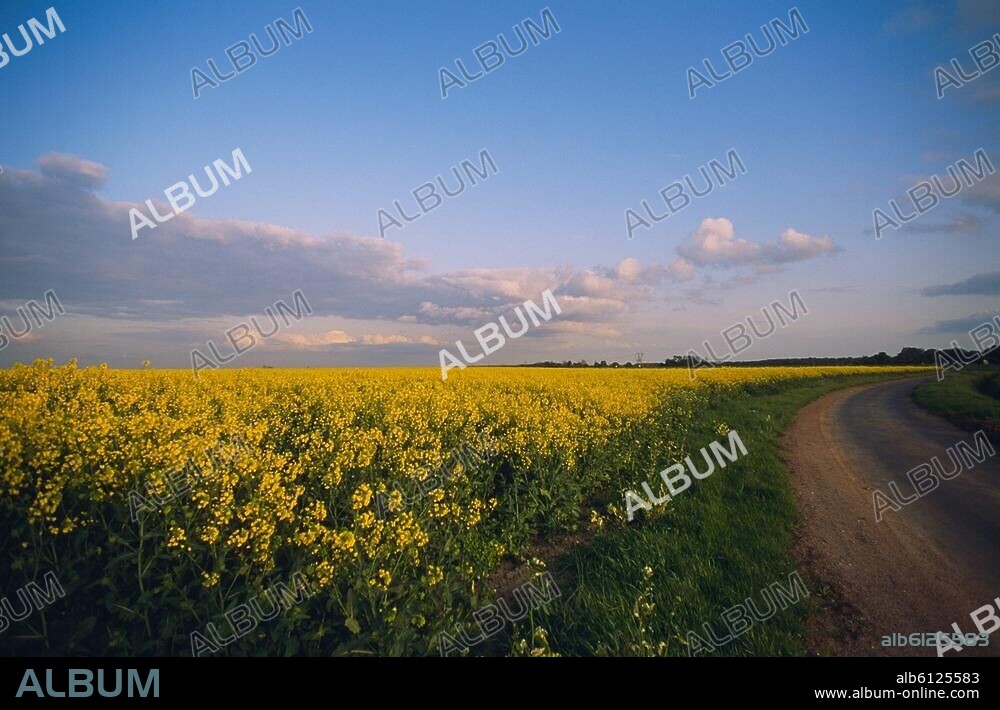 Gâtinais (Landschaft im Pariser Becken, Frankreich; begrenzt von Essonne, Loire, Yonne und Seine).-Blühendes Rapsfeld im Gâtinais im Département Essonne.-Foto, undatiert.
