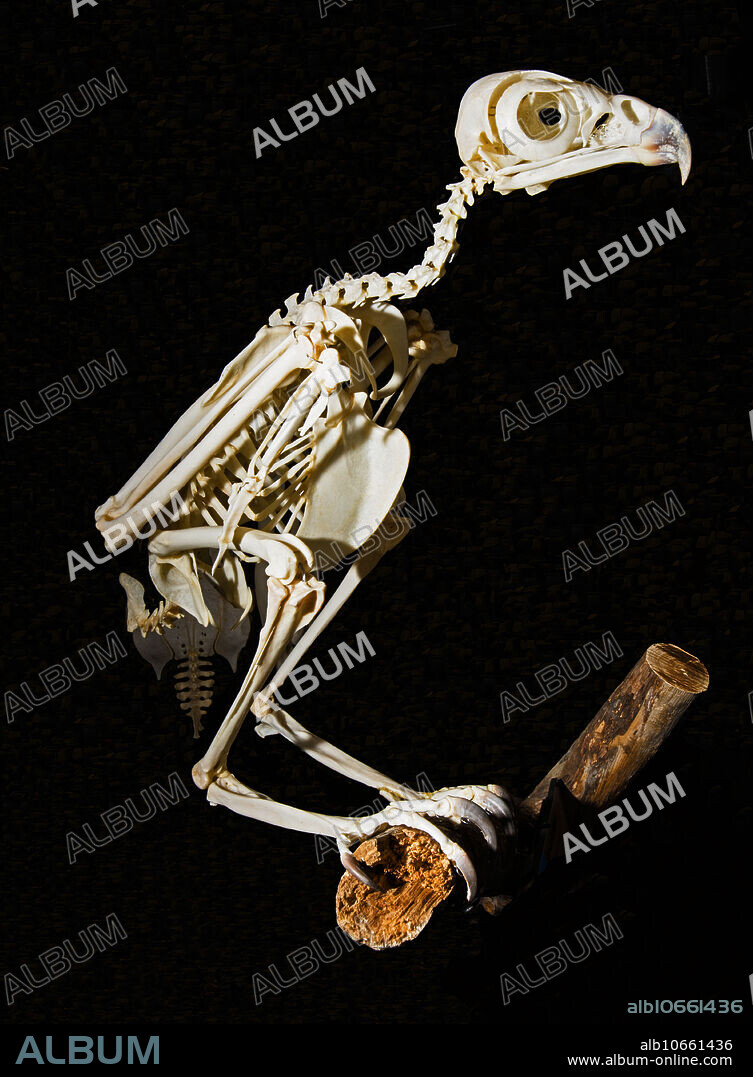 Red tailed hawk skeleton (Buteo jamaicensis). Museum of Osteology. Oklahoma City, Oklahoma, USA.
