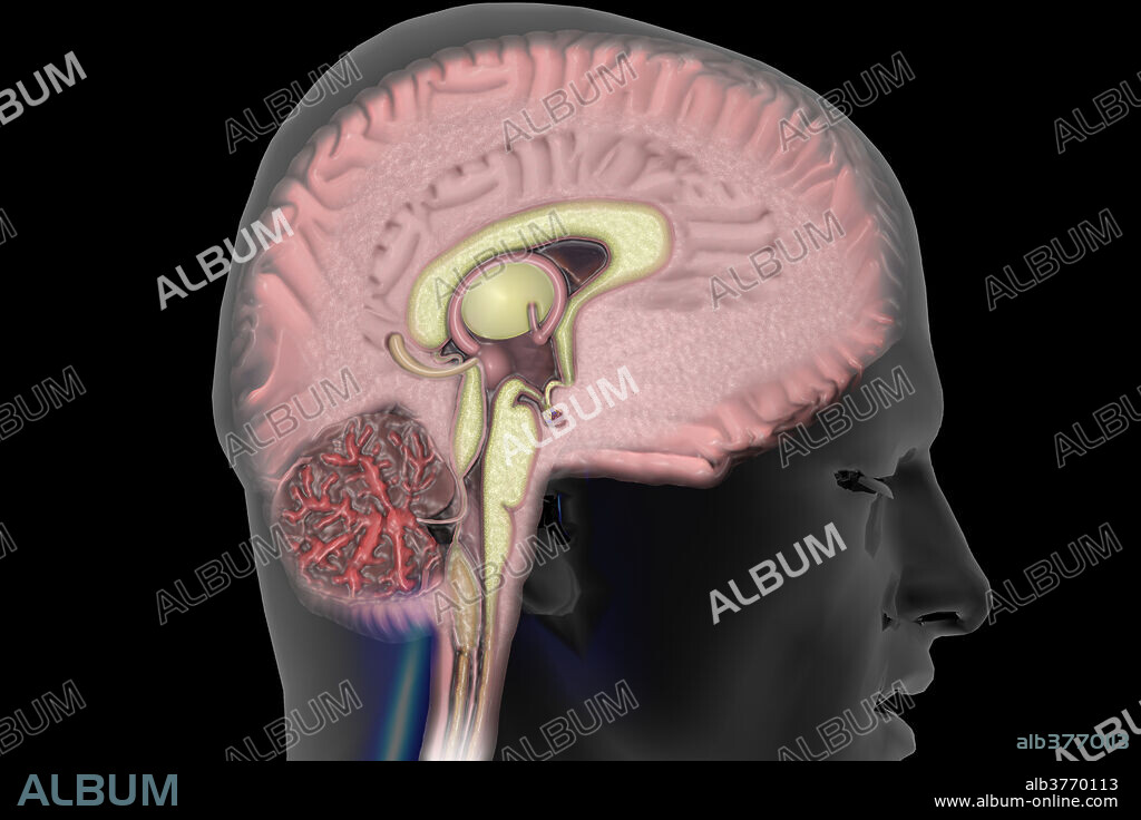 Illustration of a cross section of the human brain, showing major parts including the cerebellum, corpus callosum, thalamus, pituitary gland, pons, brain stem, etc.