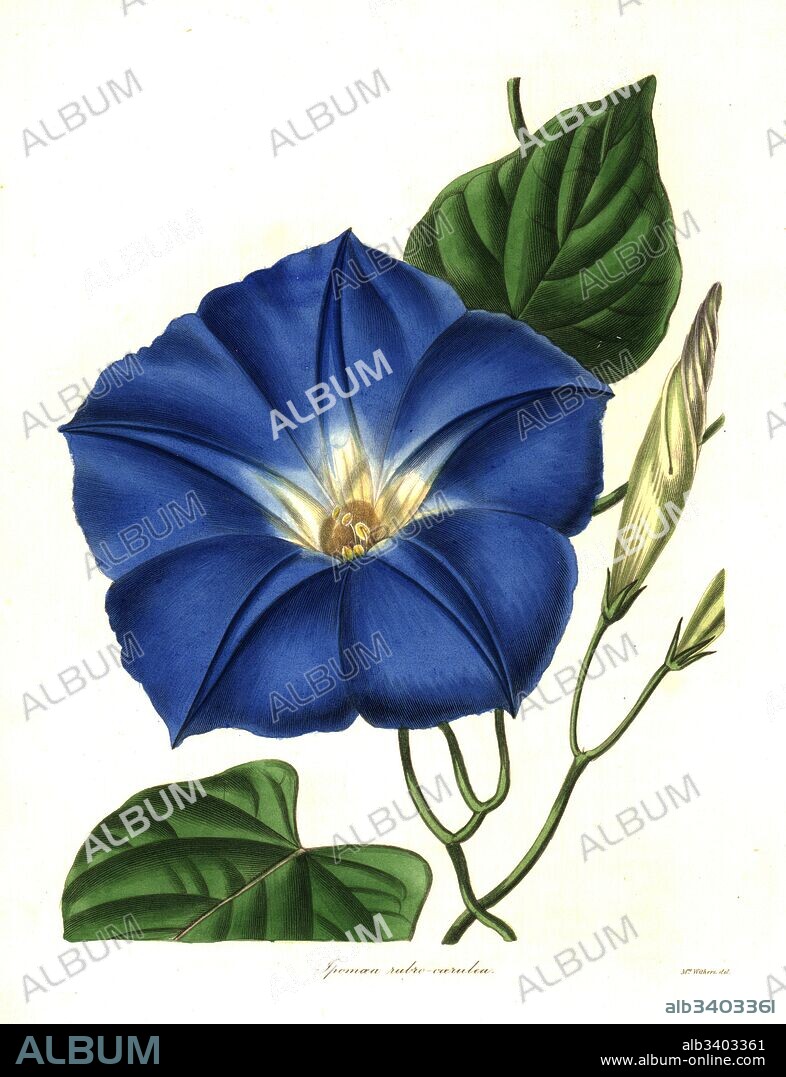 Morning glory, Ipomoea tricolor (Reddish-blue ipomoea, Ipomoea rubro-coerulea). Handcoloured copperplate engraving after a botanical illustration by Mrs Augusta Withers from Benjamin Maund and the Rev. John Stevens Henslow's The Botanist, London, 1836.