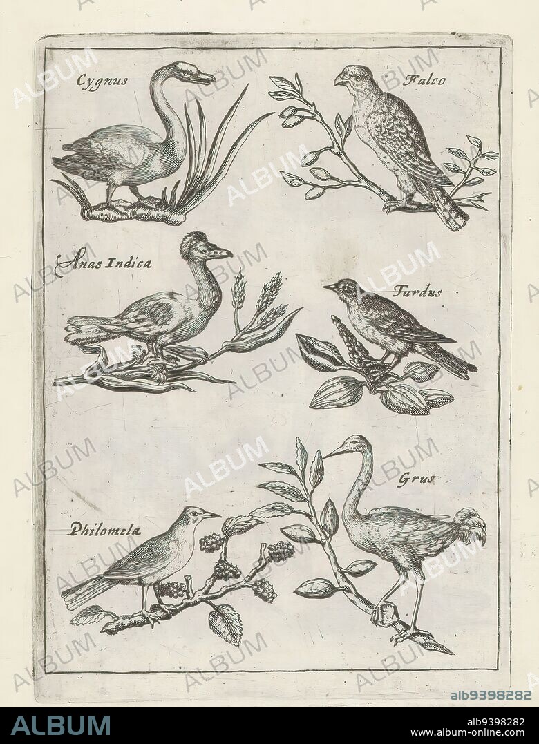 Swan, falcon and other birds, Birds (series title), Avium Vivae Icones (...) (series title), Six birds on branches, each with its name in Latin. Swan, falcon, duck, thrush, nightingale and crane. This print is part of an album., print maker: anonymous, print maker: Crispijn van de Passe (I), (rejected attribution), after design by: Adriaen Collaert, Utrecht, 1635 - 1660, paper, engraving, height 125 mm × width 90 mm.