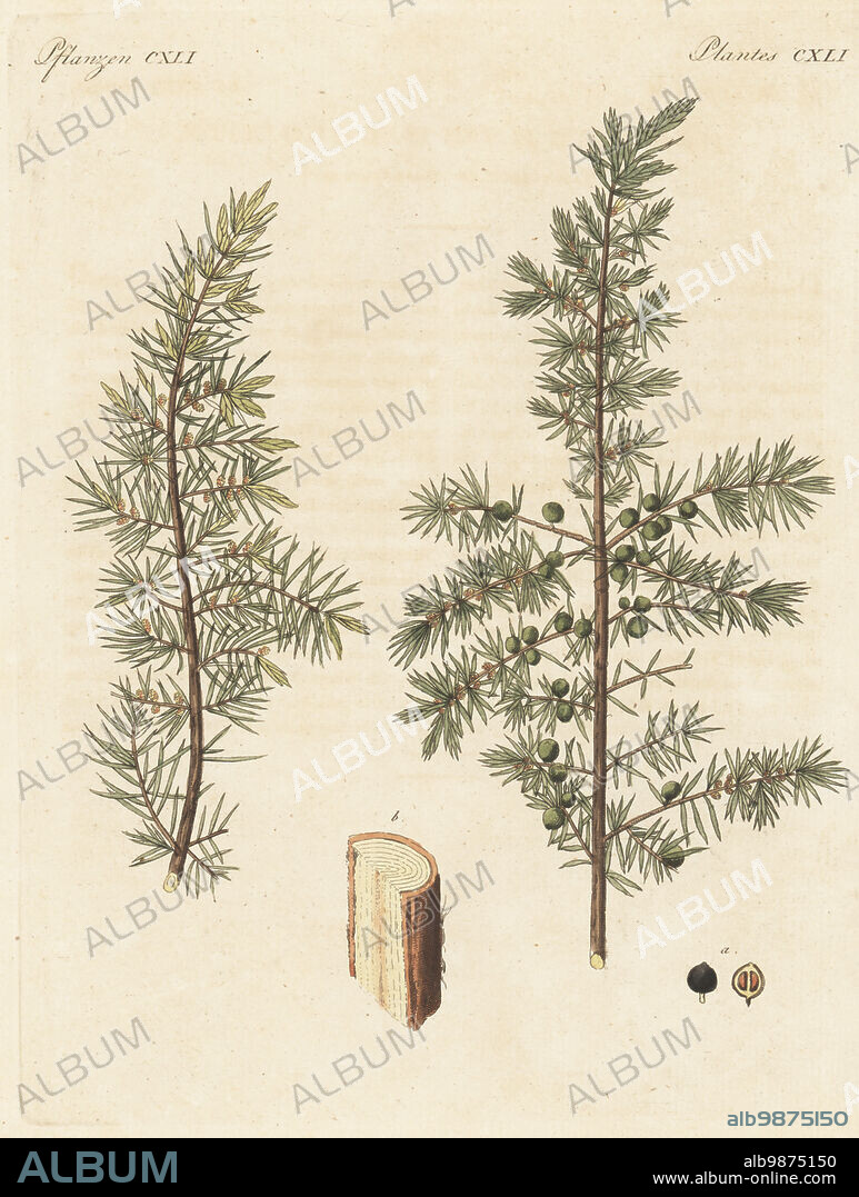 Juniper tree, Juniperus communis. Branch with berries, leaves, section through trunk. The botanicals were drawn by Henriette and Conrad Westermayr, F. Götz and C. Ermer. Handcoloured copperplate engraving from Carl Bertuch's Bilderbuch fur Kinder (Picture Book for Children), Weimar, 1813. A 12-volume encyclopedia for children illustrated with almost 1,200 engraved plates on natural history, science, costume, mythology, etc., published from 1790-1830.