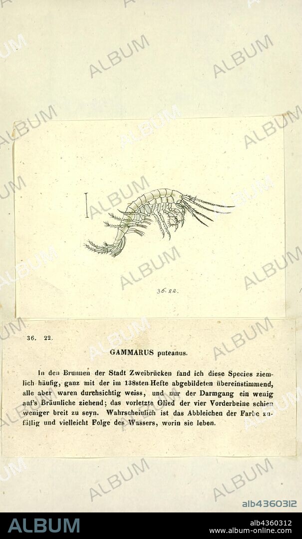 Gammarus puteanus, Print, Gammarus is an amphipod crustacean genus in the family Gammaridae. It contains more than 200 described species, making it one of the most speciose genera of crustaceans.Different species have different optimal conditions, particularly in terms of salinity, and different tolerances; Gammarus pulex, for instance, is a purely freshwater species, while Gammarus locusta is estuarine, only living where the salinity is greater than 25‰.