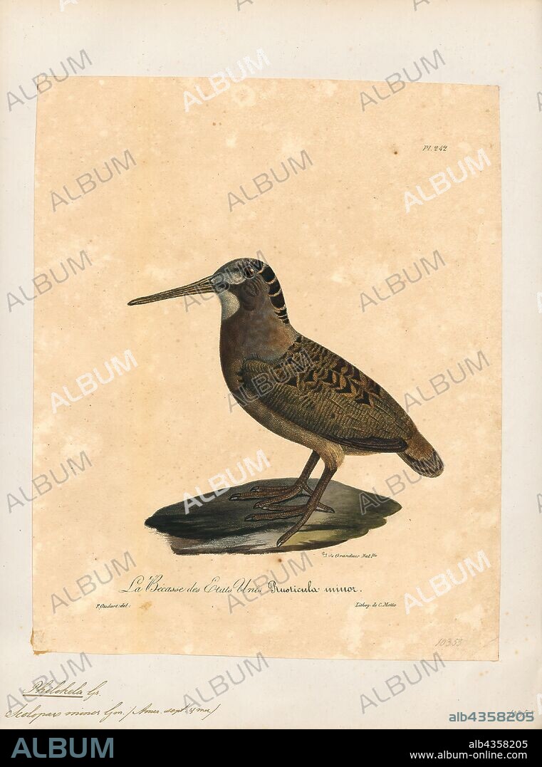 Philohela minor, Print, The American woodcock (Scolopax minor), sometimes colloquially referred to as the timberdoodle, the bogsucker and hokumpoke. This bird is a small chunky shorebird species found primarily in the eastern half of North America. Woodcocks spend most of their time on the ground in brushy, young-forest habitats, where the birds' brown, black, and gray plumage provides excellent camouflage., 1825-1834.