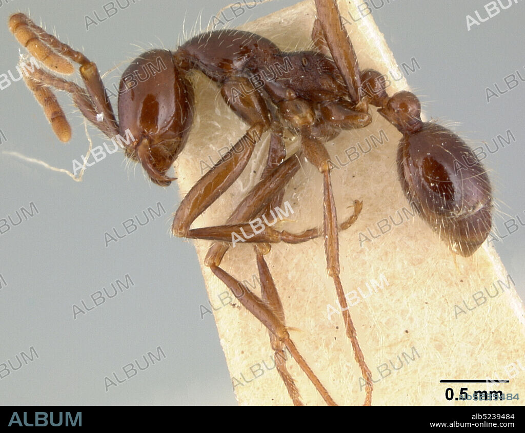 Kartabo, Bartica district, Cuyuni-Mazaruni, Guyana, Eciton (Acamatus) pilosum var. beebei Wheeler, 1921, Animalia, Arthropoda, Insecta, Hymenoptera, Formicidae, Dorylinae.