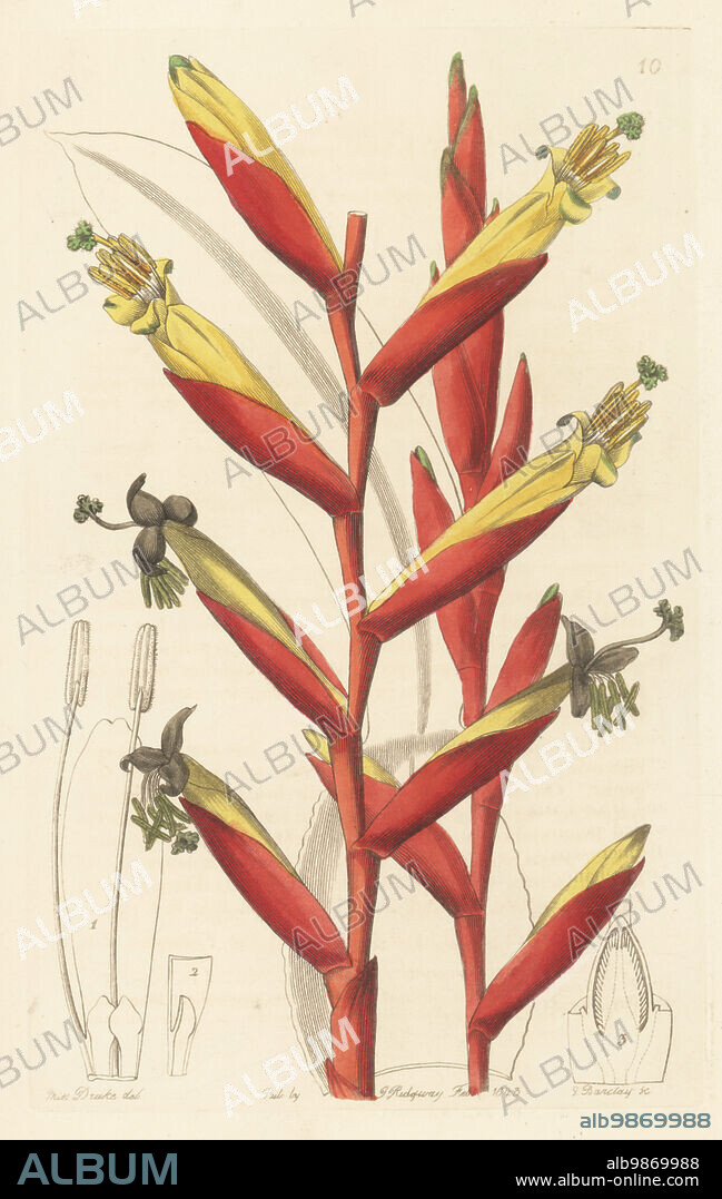 Vriesea psittacina. Parrot-flowered vriesia, Vriesia psittacina. Native to Brazil. Handcoloured copperplate engraving by George Barclay after a botanical illustration by Sarah Drake from Edwards Botanical Register, continued by John Lindley, published by James Ridgway, London, 1843.
